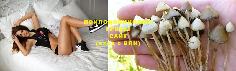 Галлюциногенные грибы MAGIC MUSHROOMS  купить наркотик  Бузулук 